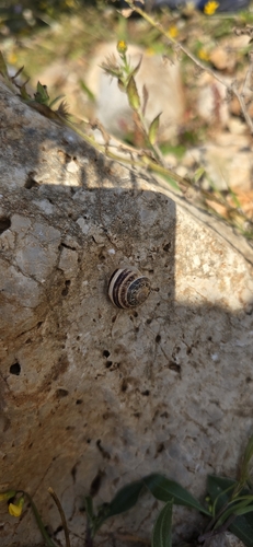 Eobania vermiculata