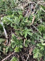 Potentilla intermedia