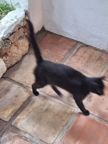 Avistamiento Gato montés (Sierra Nevada)