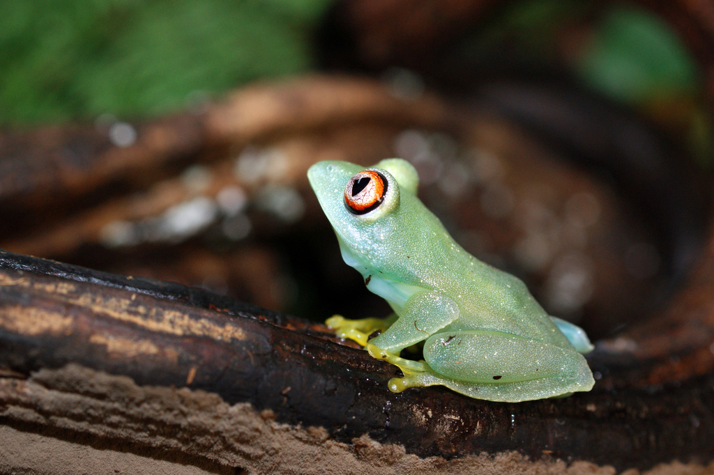 Large Headed Forest Treefrog