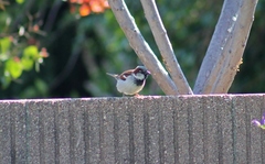 Passer domesticus