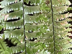 (c) 謝麗霦, some rights reserved (CC BY) Hymenasplenium cheilosorum, photograph (c) 謝麗霦, some rights reserved (CC BY)