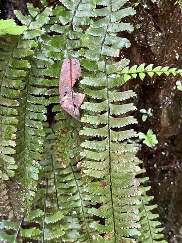 Hymenasplenium cheilosorum, photograph 4