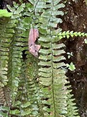 (c) 謝麗霦, some rights reserved (CC BY) Hymenasplenium cheilosorum, photograph (c) 謝麗霦, some rights reserved (CC BY)