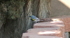 Setophaga coronata auduboni