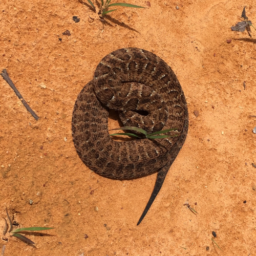 Photo of a Sao Paulo Lancehead (Bothrops itapetiningae)