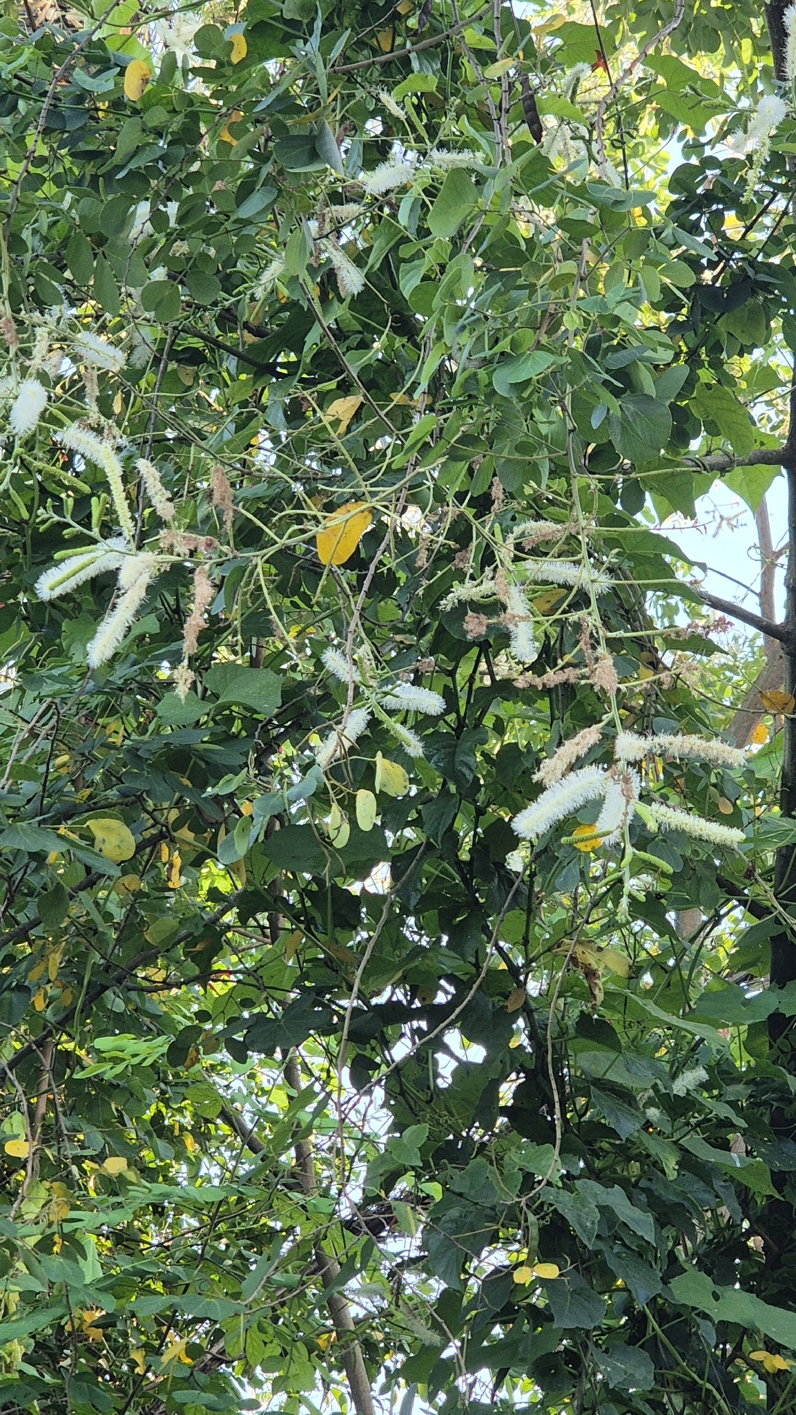 Mimosa caesalpiniifolia