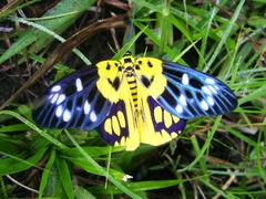 Psaphis euschemoides