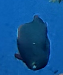 Scarus niger