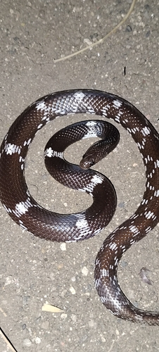 Barred Wolf Snake
