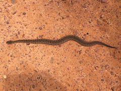 Bothrops itapetiningae