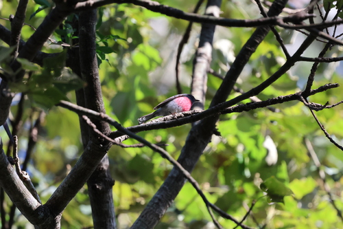 Rose Robin (Petroica rosea), photo 3