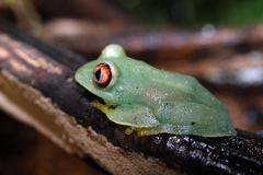 Large Headed Forest Treefrog photo 2