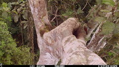 Xiphorhynchus lachrymosus