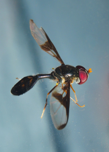 Allobaccha monobia, 2026-04-20