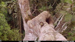 Xiphorhynchus lachrymosus