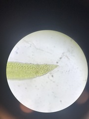 Fissidens grandifrons