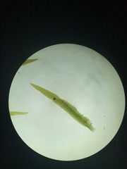 Fissidens grandifrons