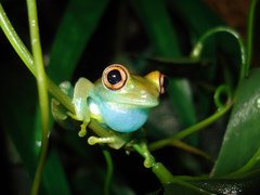 Large Headed Forest Treefrog photo 3