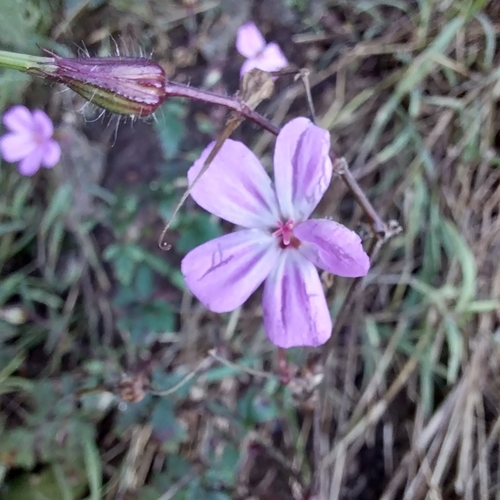 Geranium yeoi, photograph 6