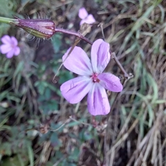 Geranium yeoi, photograph (c) kiwialli, some rights reserved (CC BY)