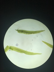 Fissidens grandifrons