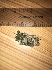 Fissidens grandifrons