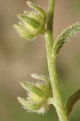 Plagiobothrys acanthocarpus