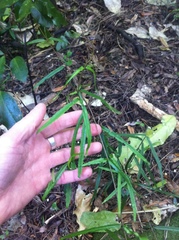 Parsonsia heterophylla