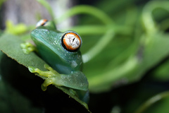 Large Headed Forest Treefrog photo 4