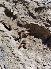 Smeringurus vachoni