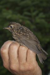 Catharus bicknelli