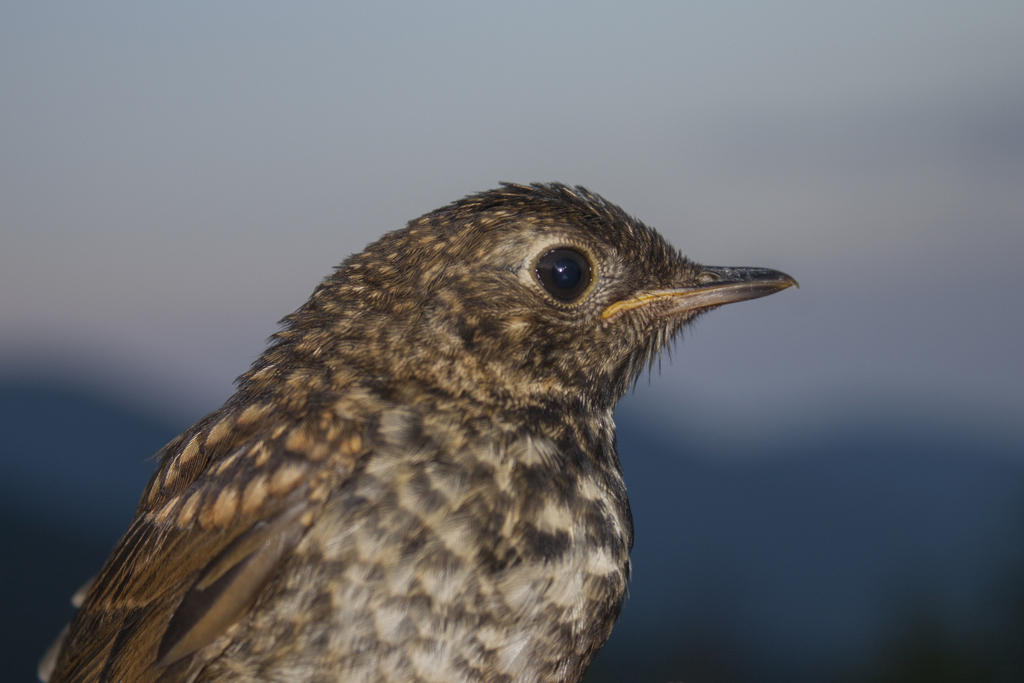 Bicknell's Thrush