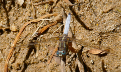 Orthetrum azureum