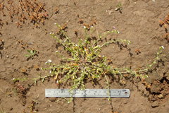 Plagiobothrys acanthocarpus