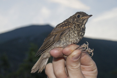 Catharus bicknelli