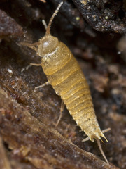 Australiatelura