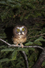 Northern Saw-Whet Owl photo 5