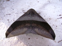 Bastilla