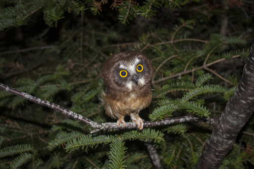 Northern Saw-whet Owl photographed in New Hampshire