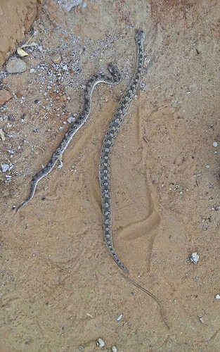 Roman's Carpet Viper