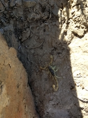 Smeringurus vachoni