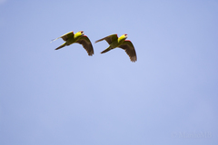 Rhynchopsitta terrisi