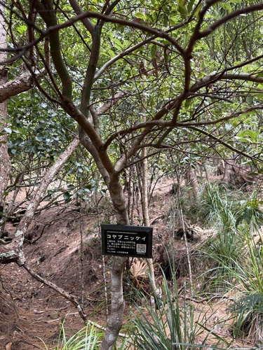 Cinnamomum pseudopedunculatum iNat (3)