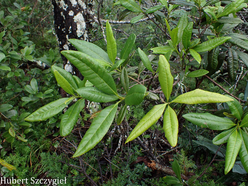 Pimenta dioica observed 2026-03-22