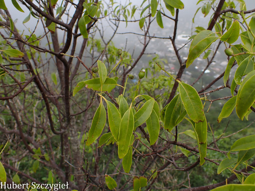 Santalum album observed 2026-03-22
