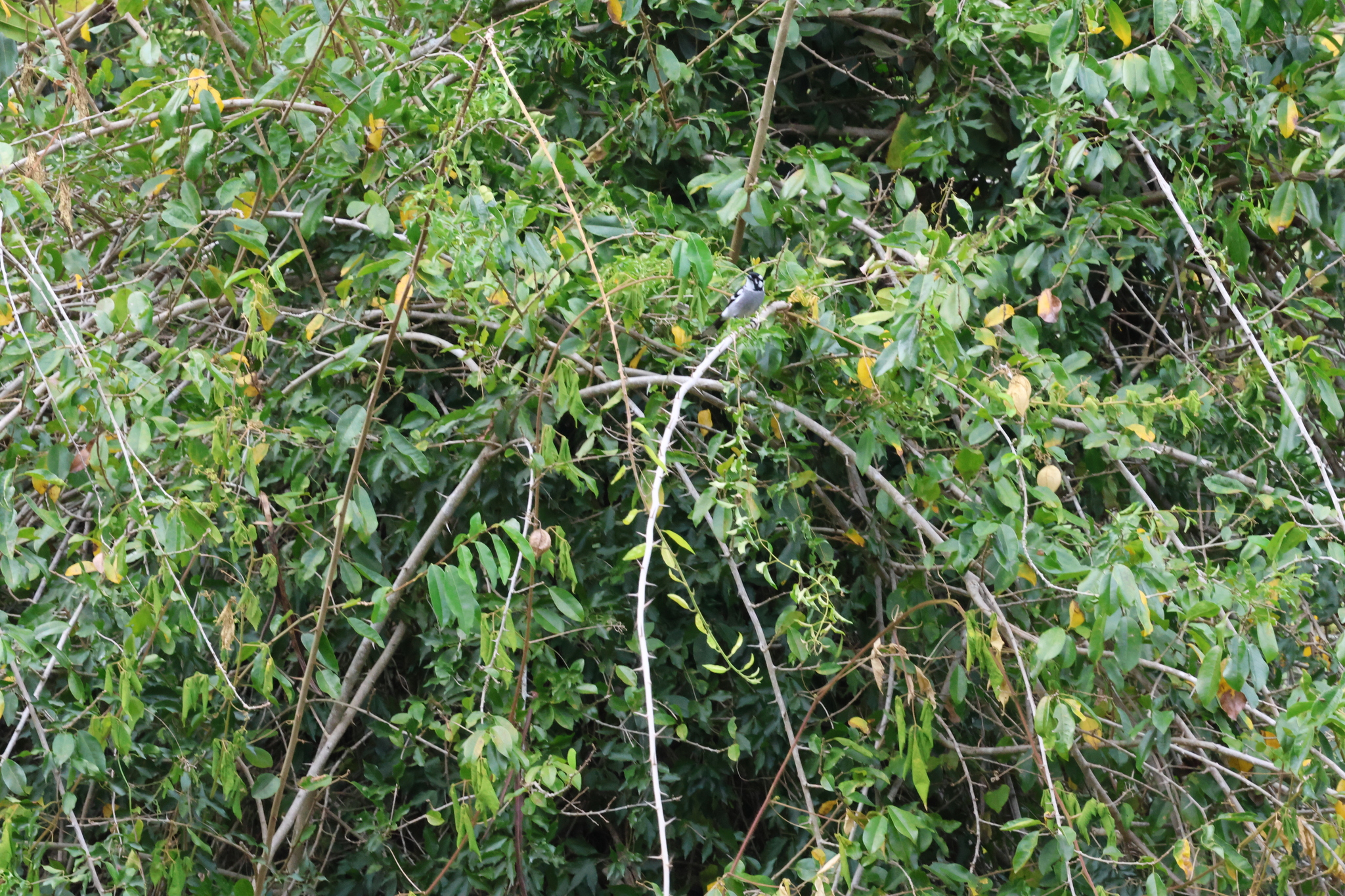 White-eared Monarch (Carterornis leucotis), photo 3