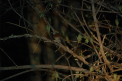 Tchagra australis