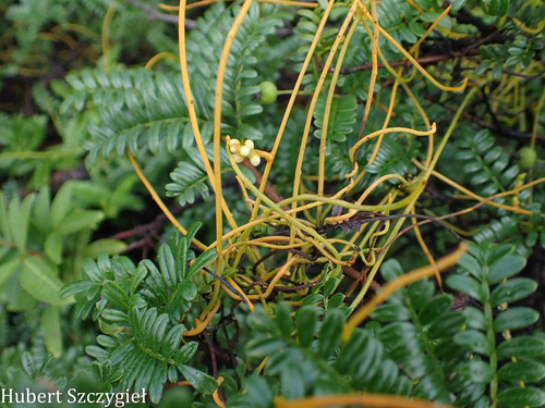 Cassytha filiformis observed 2026-03-22