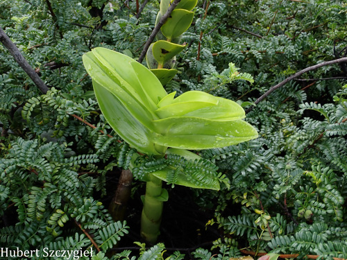 Dendrobium observed 2026-03-22